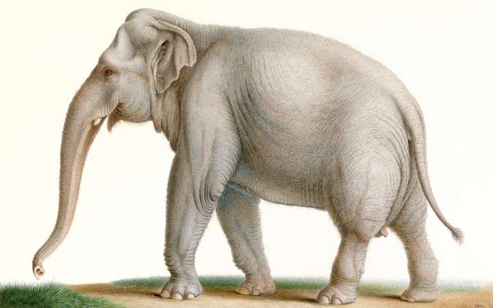 An Indian Elephant